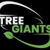 Tree Giants