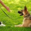 Sit Means Sit Dog Training - Cicero, NY Business Directory