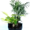 Inscape Indoor Plant Hire